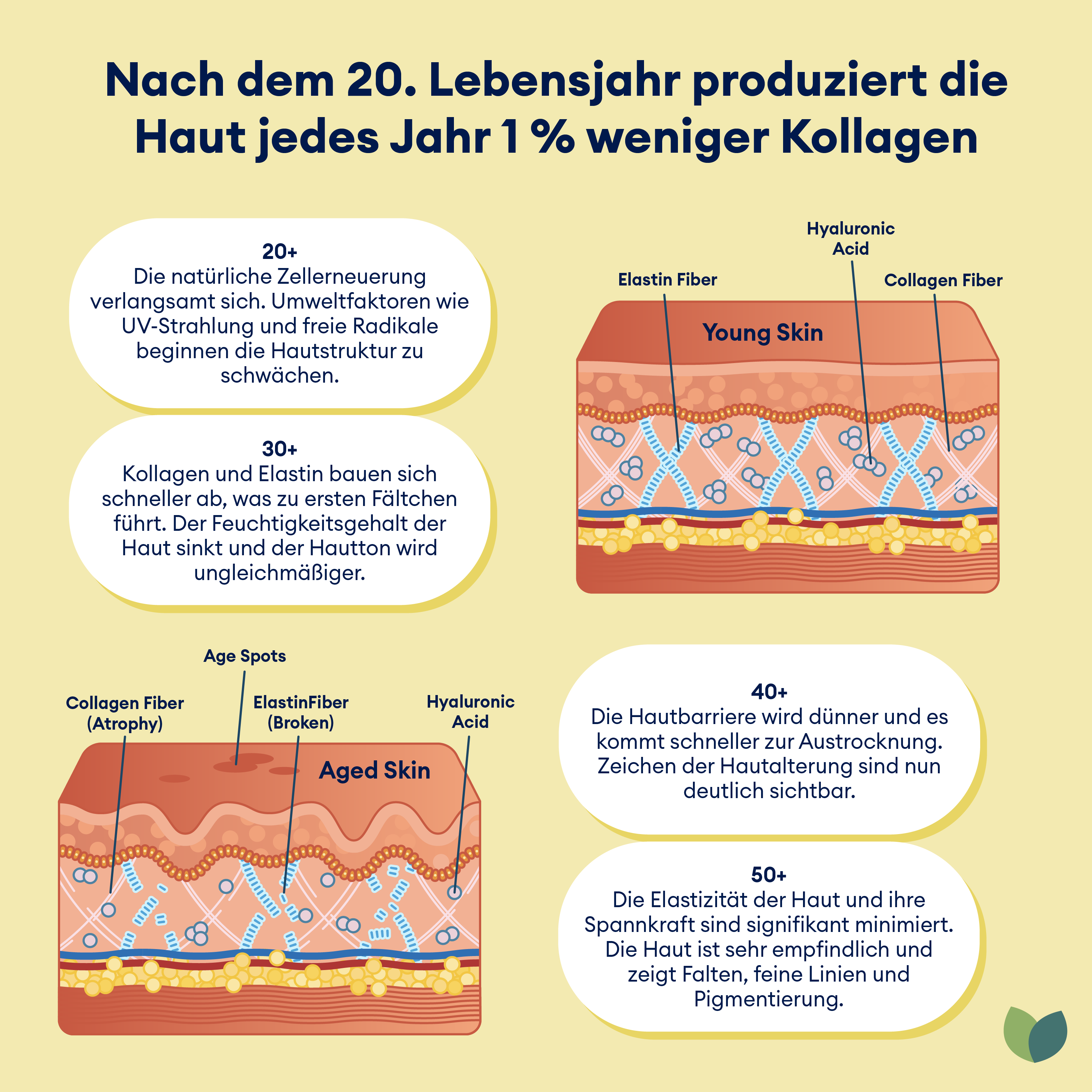 Kollagenbildung im Alter